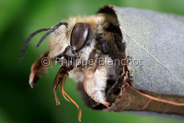 Megachile willughbiella.JPG - Megachile willughbiella, Leaf-cutting Bee, Hymenoptera, Megachilidae, France